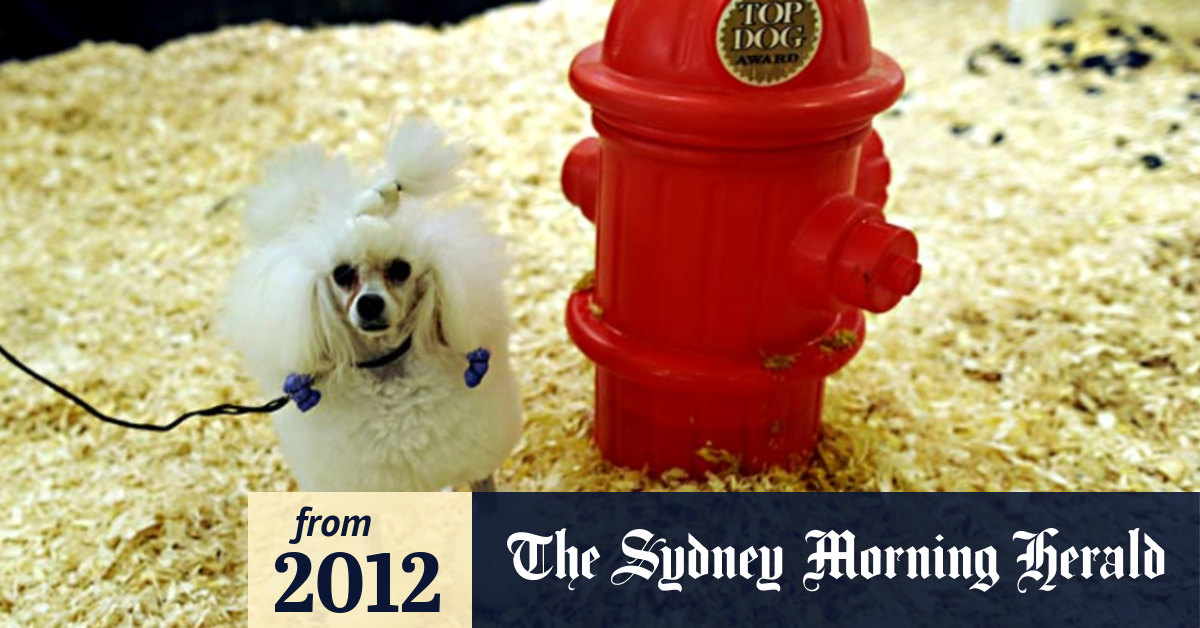 Video Westminster Kennel Club Dog Show